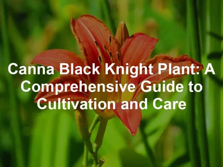 Featured image for Canna Black Knight Plant: A Comprehensive Guide to Cultivation and Care