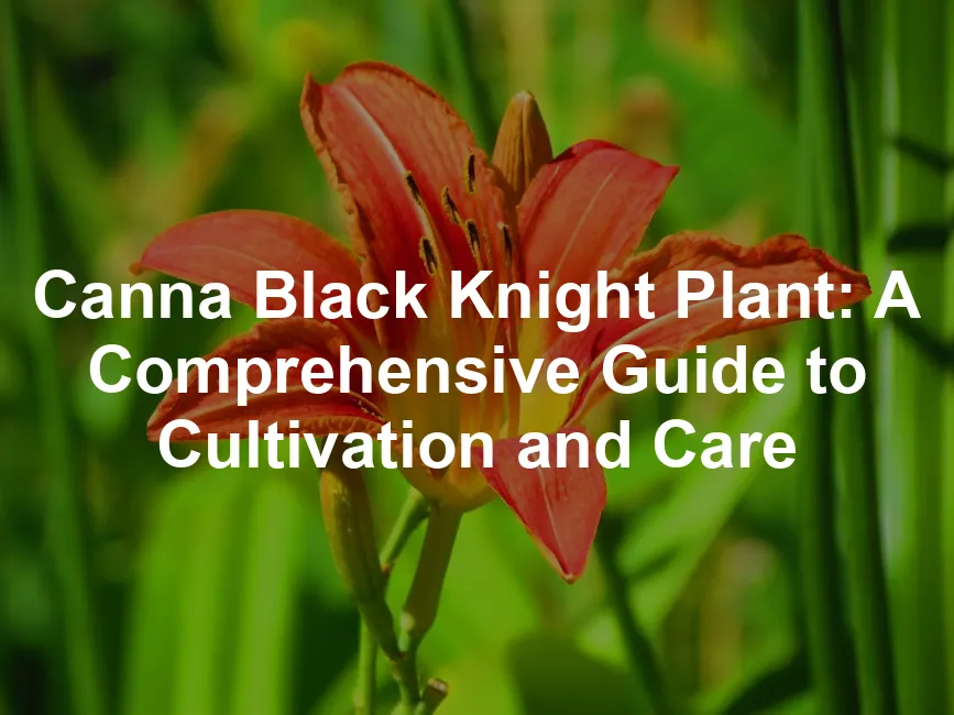 Featured image for Canna Black Knight Plant: A Comprehensive Guide to Cultivation and Care