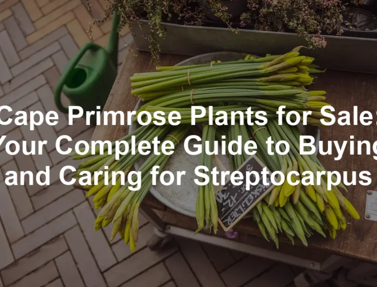 Featured image for Cape Primrose Plants for Sale: Your Complete Guide to Buying and Caring for Streptocarpus