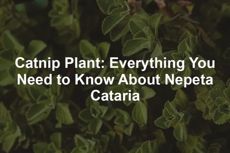 Featured image for Catnip Plant: Everything You Need to Know About Nepeta Cataria