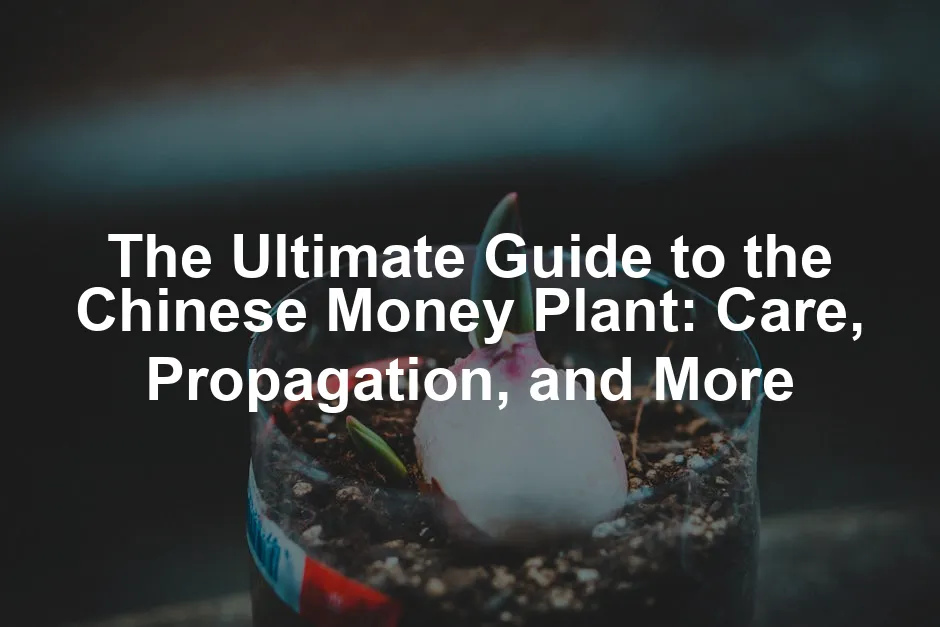 Featured image for The Ultimate Guide to the Chinese Money Plant: Care, Propagation, and More