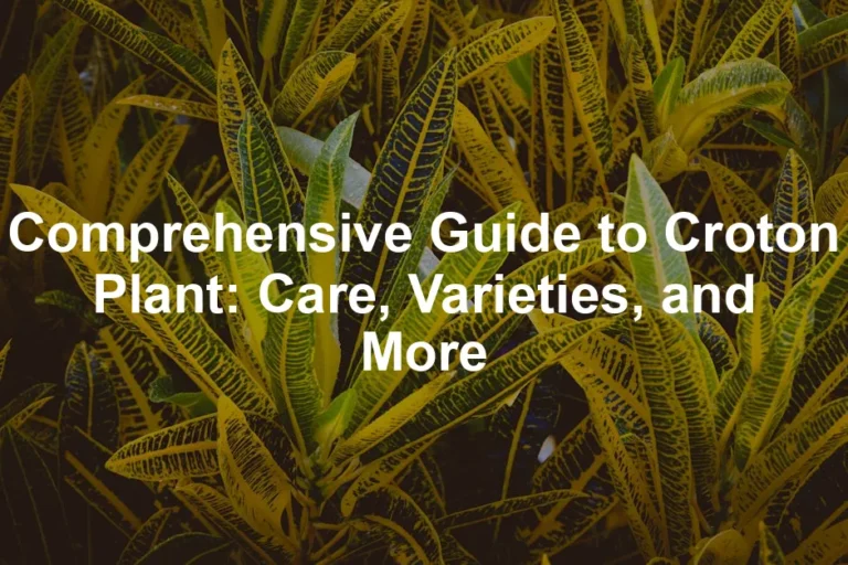 Featured image for Comprehensive Guide to Croton Plant: Care, Varieties, and More