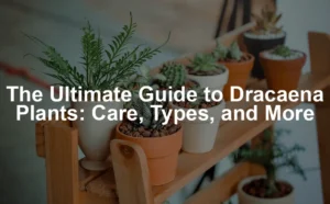 Featured image for The Ultimate Guide to Dracaena Plants: Care, Types, and More