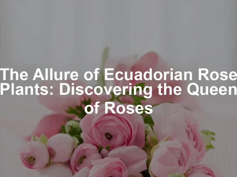 Featured image for The Allure of Ecuadorian Rose Plants: Discovering the Queen of Roses