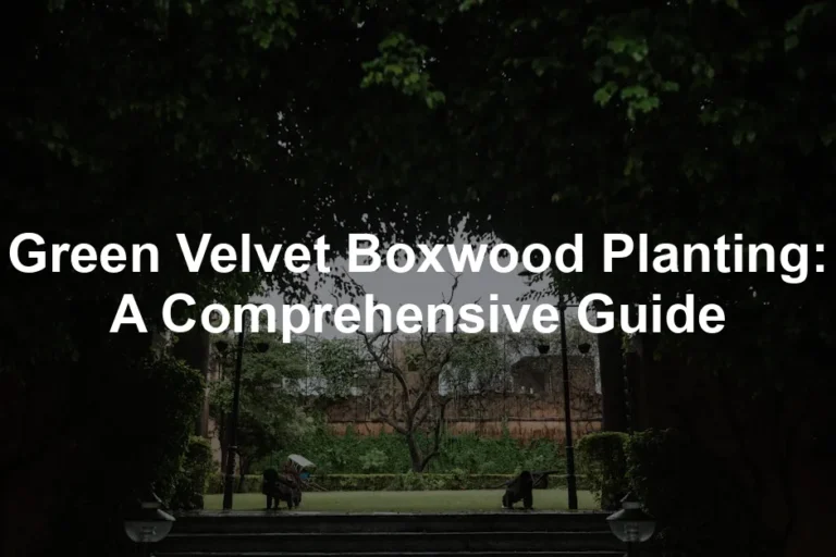 Featured image for Green Velvet Boxwood Planting: A Comprehensive Guide