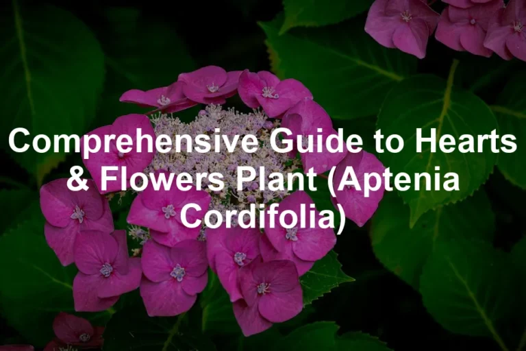 Featured image for Comprehensive Guide to Hearts & Flowers Plant (Aptenia Cordifolia)