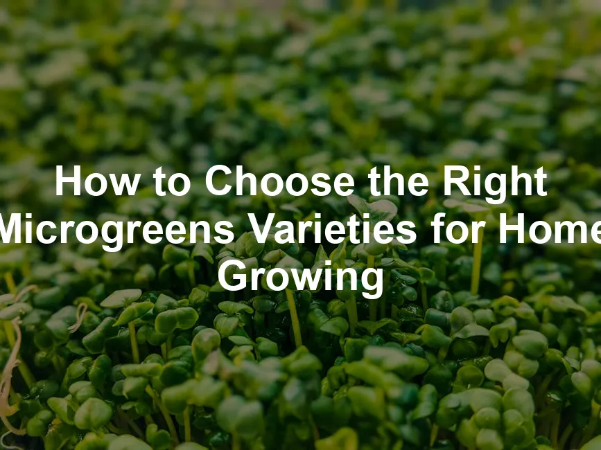 Featured image for How to Choose the Right Microgreens Varieties for Home Growing