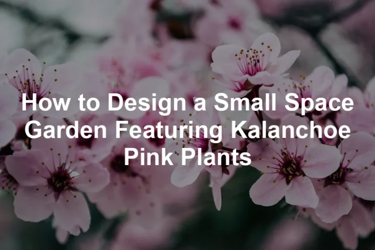 Featured image for How to Design a Small Space Garden Featuring Kalanchoe Pink Plants