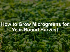 Featured image for How to Grow Microgreens for Year-Round Harvest