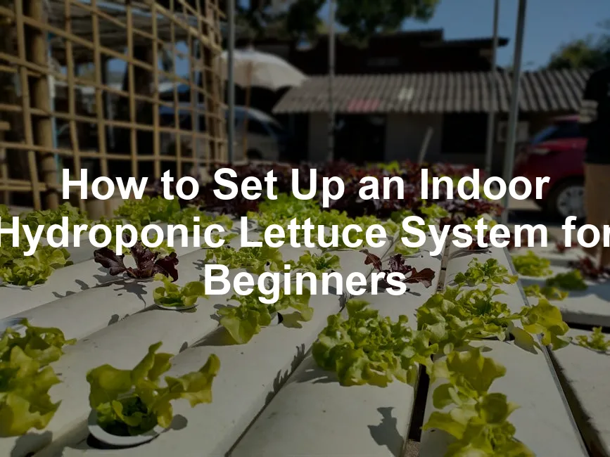 Featured image for How to Set Up an Indoor Hydroponic Lettuce System for Beginners