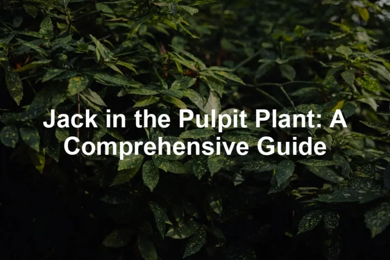 Featured image for Jack in the Pulpit Plant: A Comprehensive Guide