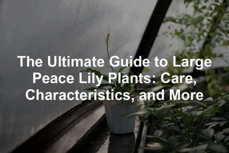 Featured image for The Ultimate Guide to Large Peace Lily Plants: Care, Characteristics, and More