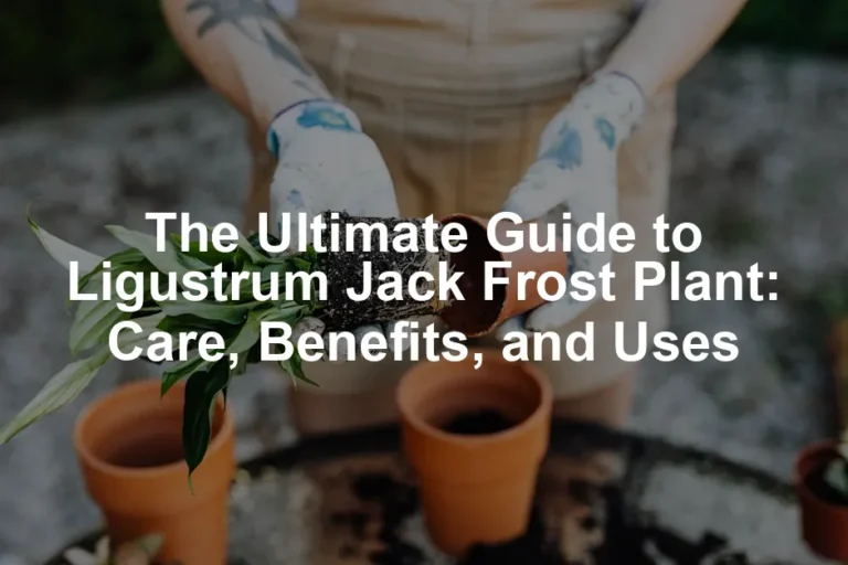 Featured image for The Ultimate Guide to Ligustrum Jack Frost Plant: Care, Benefits, and Uses