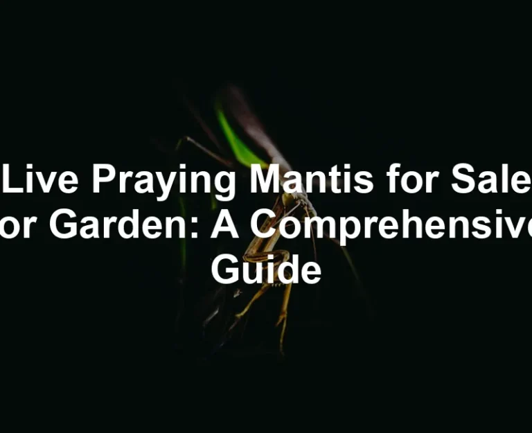 Featured image for Live Praying Mantis for Sale for Garden: A Comprehensive Guide