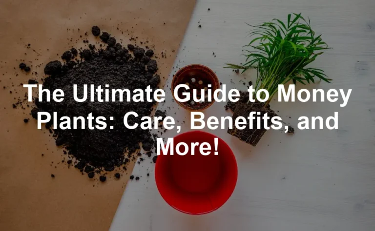 Featured image for The Ultimate Guide to Money Plants: Care, Benefits, and More!