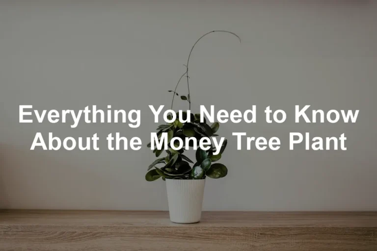 Featured image for Everything You Need to Know About the Money Tree Plant