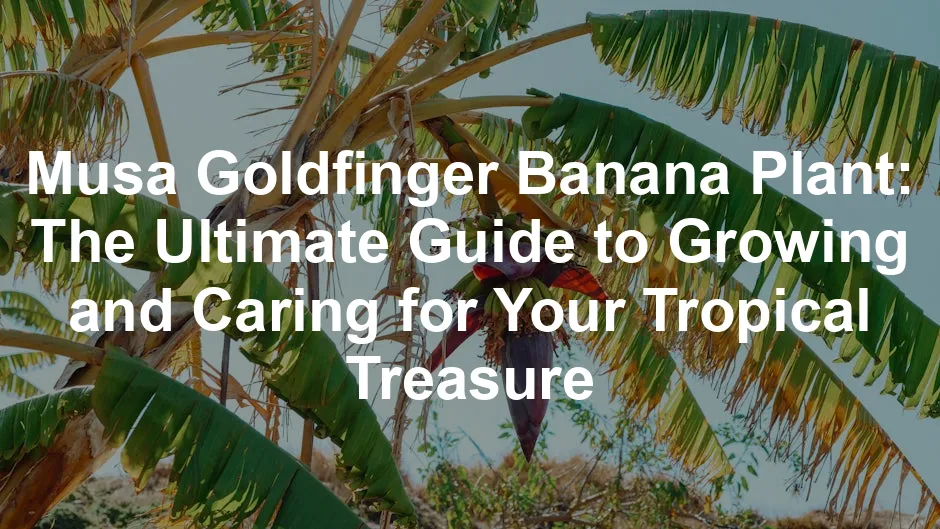 Featured image for Musa Goldfinger Banana Plant: The Ultimate Guide to Growing and Caring for Your Tropical Treasure