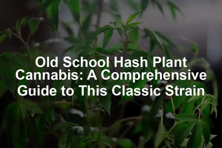 Featured image for Old School Hash Plant Cannabis: A Comprehensive Guide to This Classic Strain