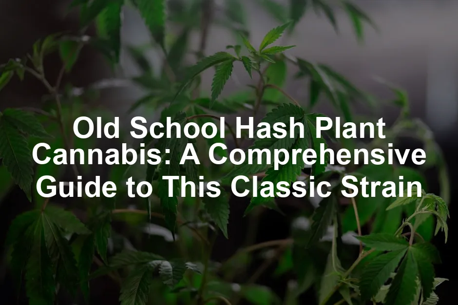 Featured image for Old School Hash Plant Cannabis: A Comprehensive Guide to This Classic Strain