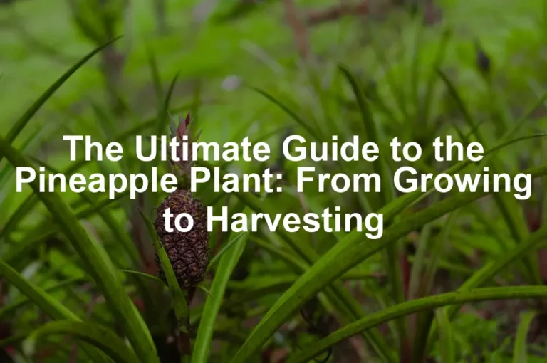 Featured image for The Ultimate Guide to the Pineapple Plant: From Growing to Harvesting