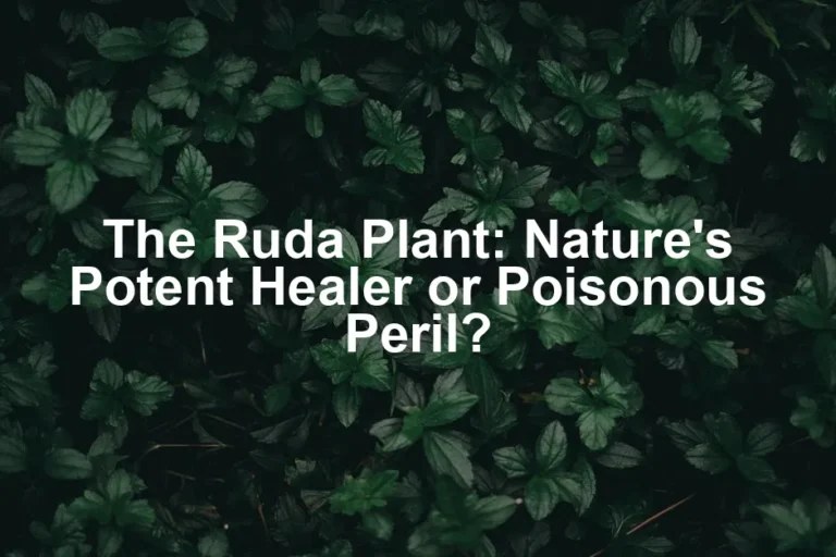 Featured image for The Ruda Plant: Nature's Potent Healer or Poisonous Peril?