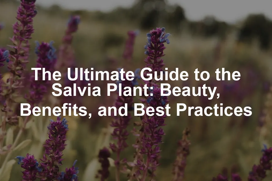 Featured image for The Ultimate Guide to the Salvia Plant: Beauty, Benefits, and Best Practices