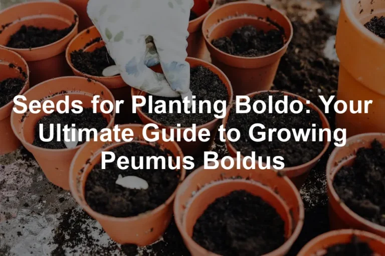 Featured image for Seeds for Planting Boldo: Your Ultimate Guide to Growing Peumus Boldus