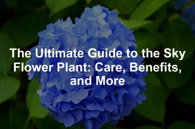 Featured image for The Ultimate Guide to the Sky Flower Plant: Care, Benefits, and More
