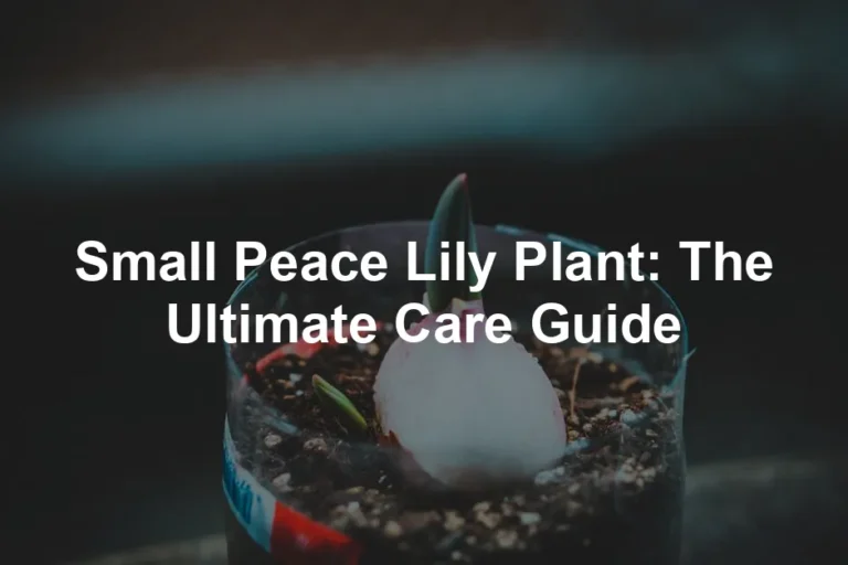 Featured image for Small Peace Lily Plant: The Ultimate Care Guide