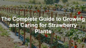 Featured image for The Complete Guide to Growing and Caring for Strawberry Plants