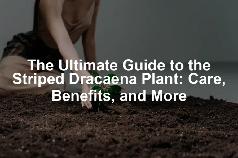 Featured image for The Ultimate Guide to the Striped Dracaena Plant: Care, Benefits, and More