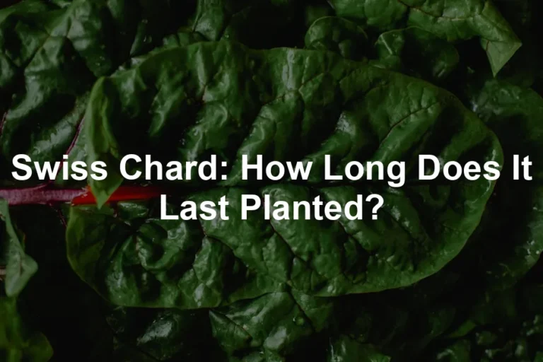 Featured image for Swiss Chard: How Long Does It Last Planted?