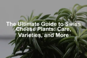 Featured image for The Ultimate Guide to Swiss Cheese Plants: Care, Varieties, and More