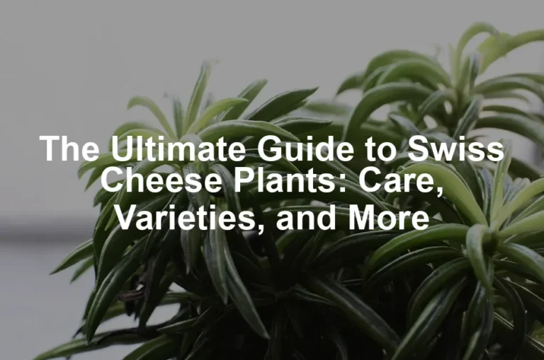 Featured image for The Ultimate Guide to Swiss Cheese Plants: Care, Varieties, and More