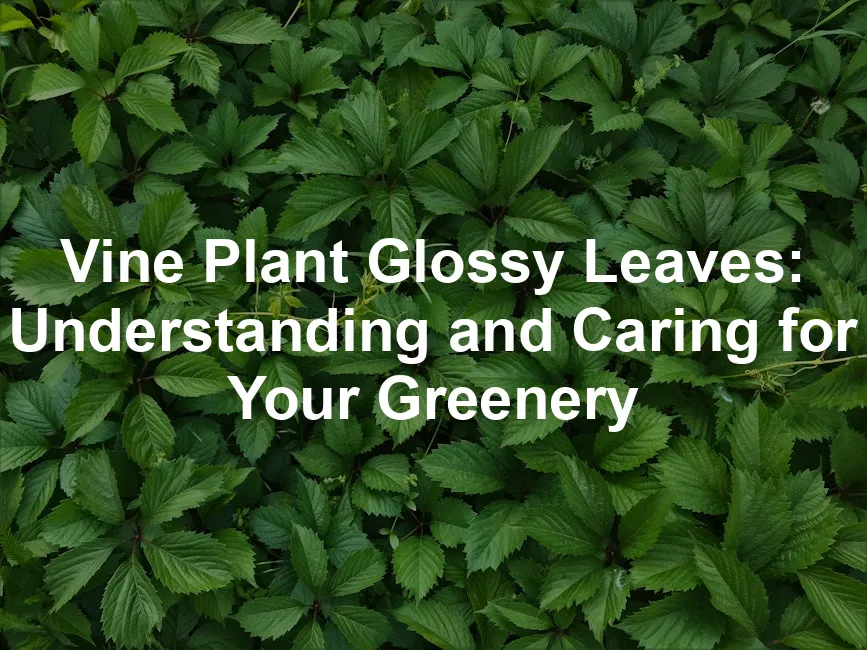 Featured image for Vine Plant Glossy Leaves: Understanding and Caring for Your Greenery