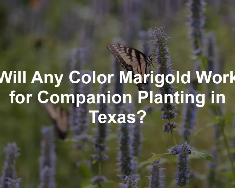 Featured image for Will Any Color Marigold Work for Companion Planting in Texas?