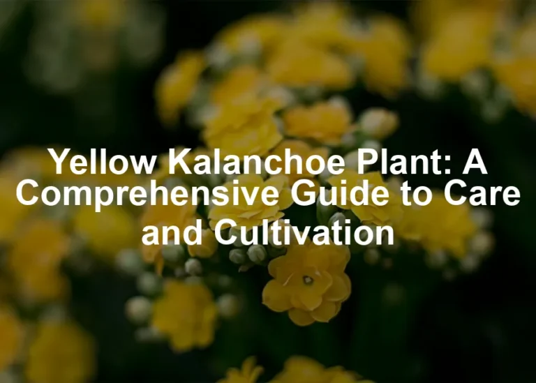 Featured image for Yellow Kalanchoe Plant: A Comprehensive Guide to Care and Cultivation