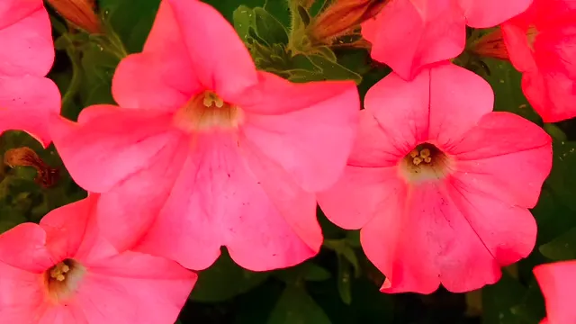 Horizontal video: Beautiful pink bell flowers 1373676. Duration: 9 seconds. Resolution: 1920x1080