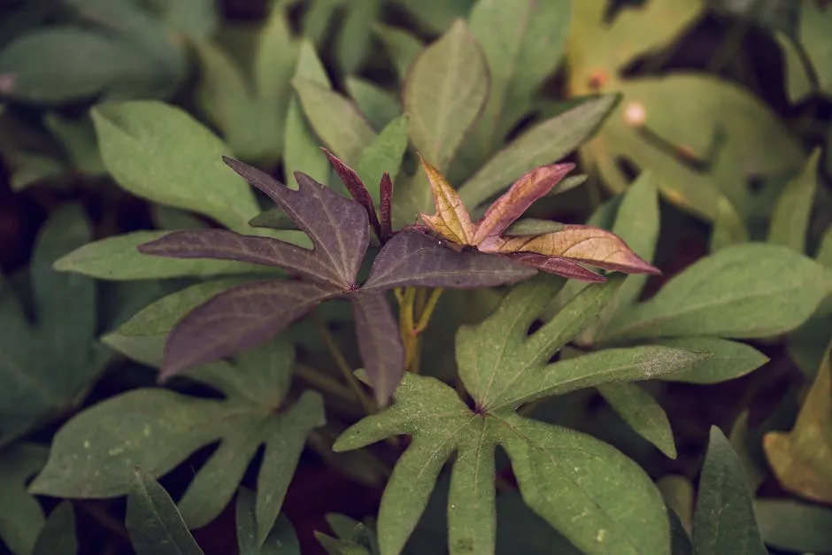 Photo of sweet potato leaves