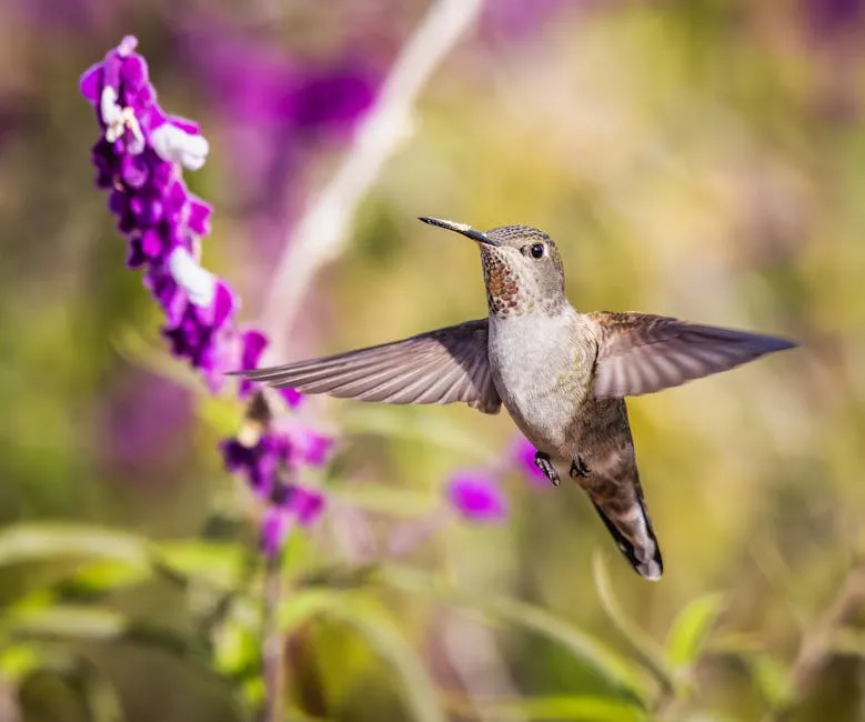 Close-up of a Hummingbird Flying near a Purple Flower