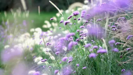 Horizontal video: A field of purple flowers with white flowers 19711805. Duration: 25 seconds. Resolution: 1920x1080