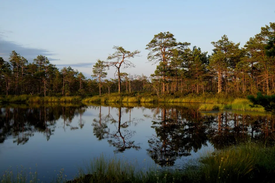 Peaceful forest lake capturing trees and sky reflections creating a serene wilderness scene.