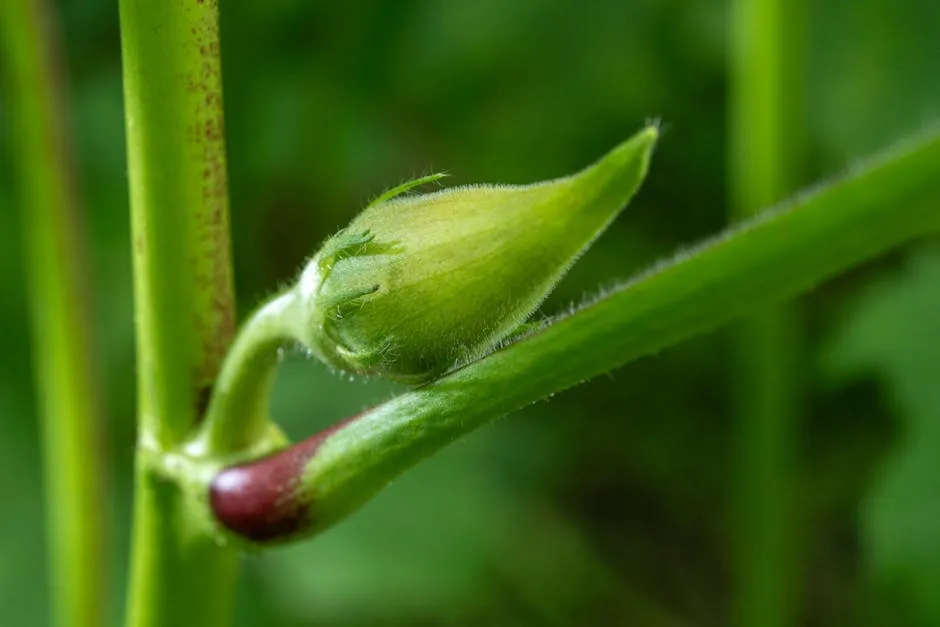 Close-up of Okra Bud in Costa Rica's Greenery