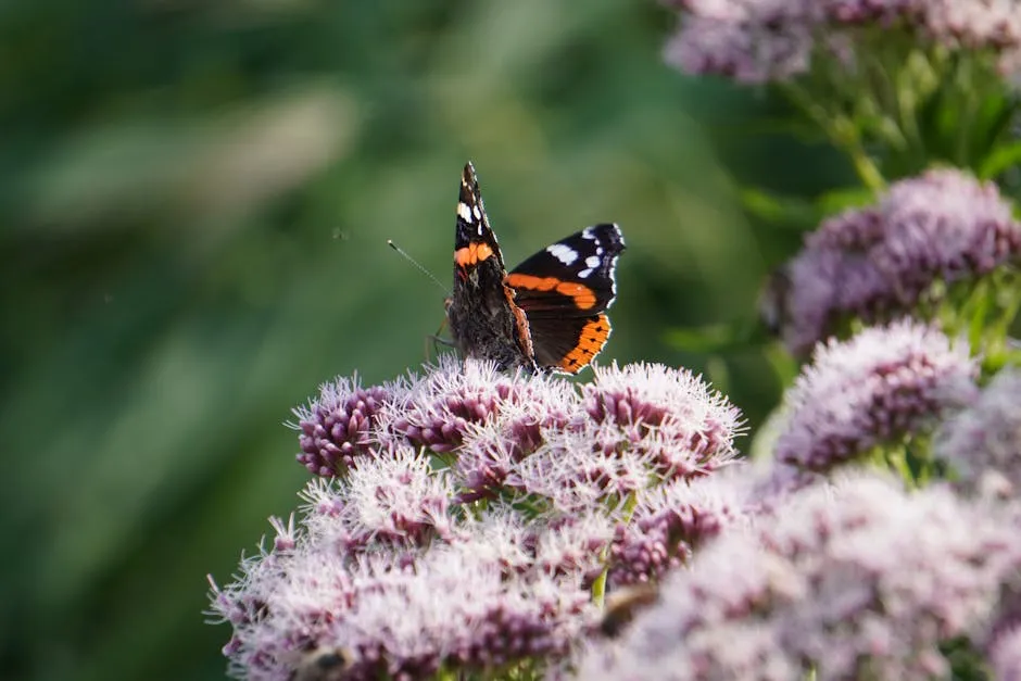 Close-up of a Red Admiral butterfly (Vanessa atalanta) on vibrant wildflowers.