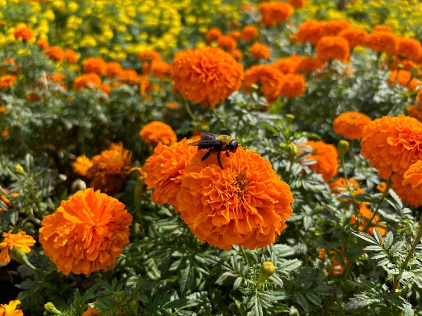 Bee on marigold flower in sunny garden, highlighting natural pollination.