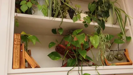 Horizontal video: Ornamental plants on display in a wooden shelf 3002352. Duration: 7 seconds. Resolution: 1920x1080