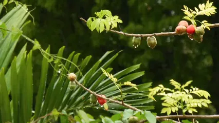 Horizontal video: Close up video of wet plants 4564528. Duration: 19 seconds. Resolution: 1920x1080