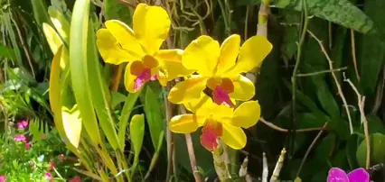 Horizontal video: Close up video of yellow orchid flower 5091904. Duration: 8 seconds. Resolution: 1016x480
