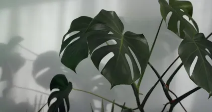 Horizontal video: Close up footage of monstera plant 5981969. Duration: 11 seconds. Resolution: 4096x2160