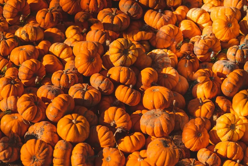 A large collection of bright orange pumpkins basking in warm autumn sunlight, ideal for fall themes.